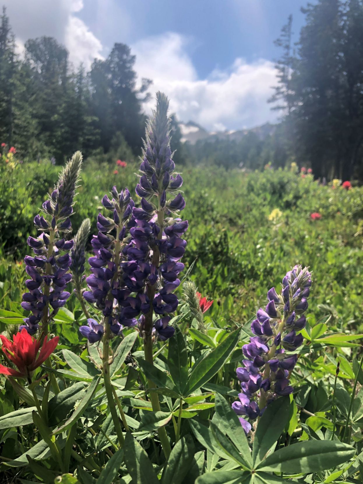 Summer hike to Tendoy Lake, Montana